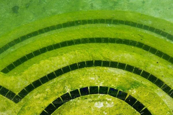 yellow or mustard algae in pool